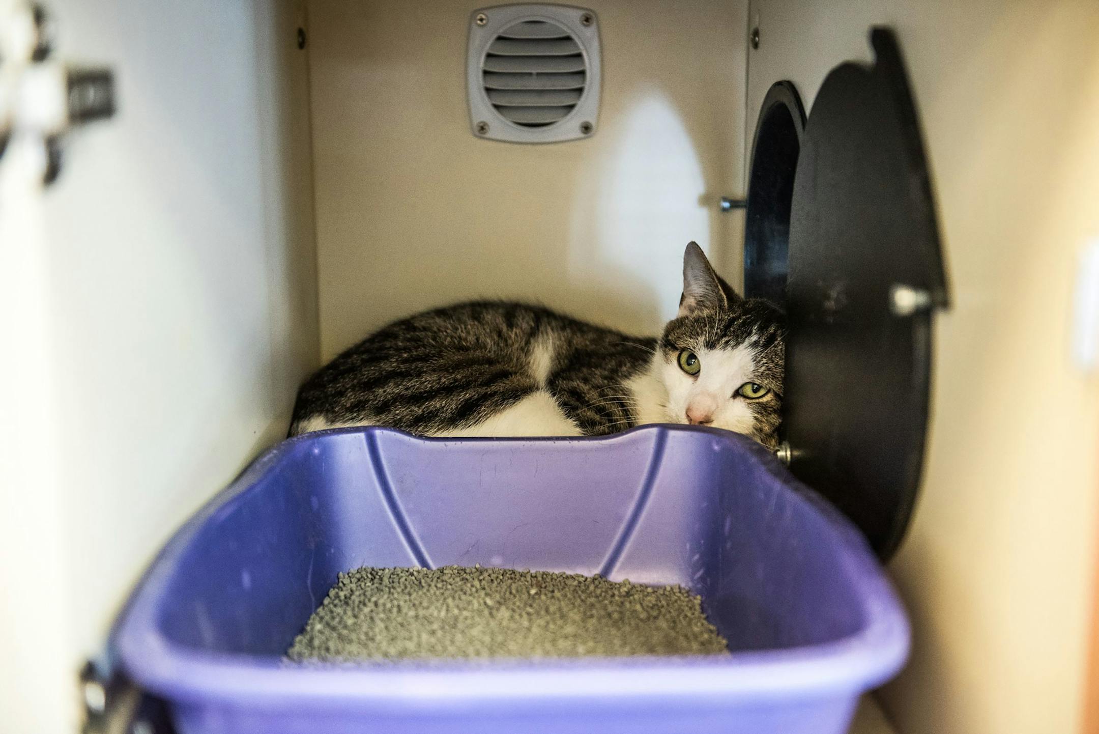 A change in environment causes stress for cats. It's common to find kitties at rescue centers cozying up inside or near their litter box, where the smell of their urine can help to provide comfort and familiarity. (Grace Dickinson/Philadelphia Inquirer/TNS) ORG XMIT: 1317092