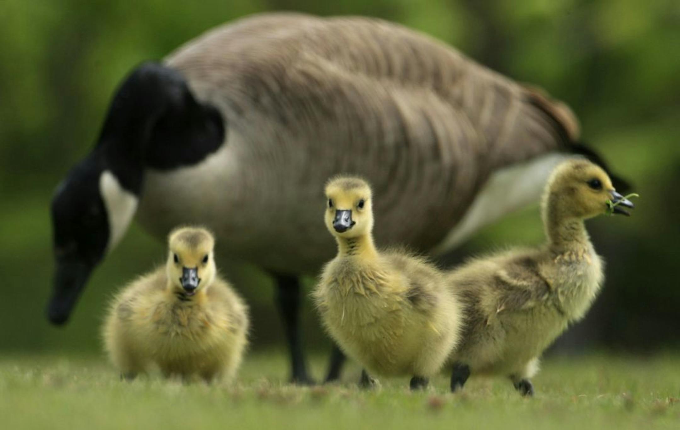 Canada goose and goslings