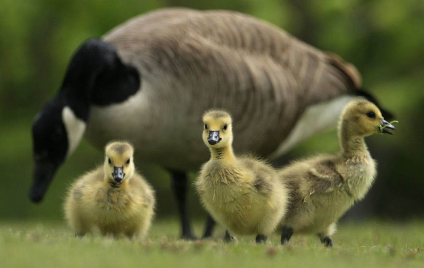 Canada goose and goslings