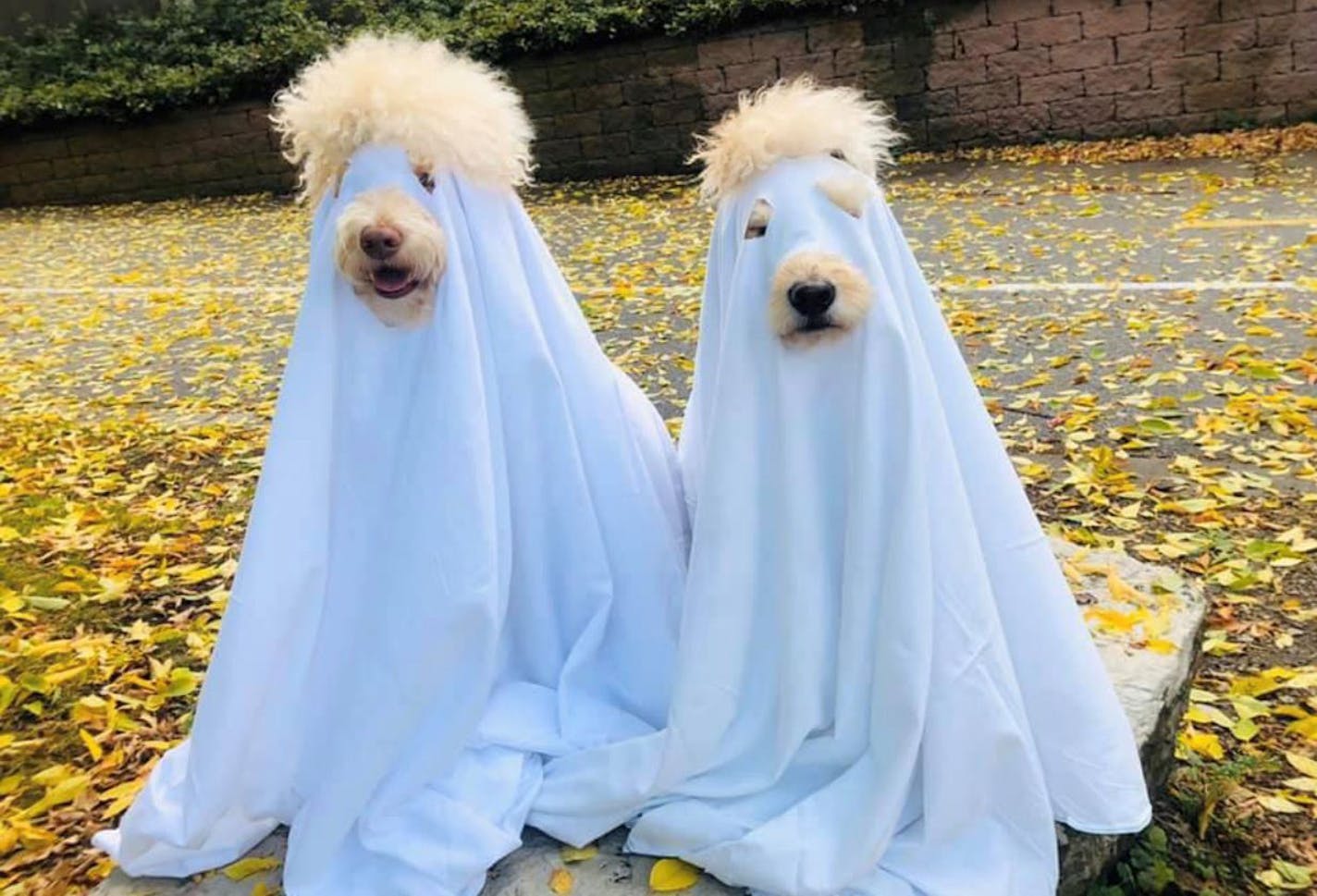 Honorable mention: Miniature golden doodles Ruben and Sven are furry ghosts owned by Magnus and Tina Wahlstrom of Minneapolis.