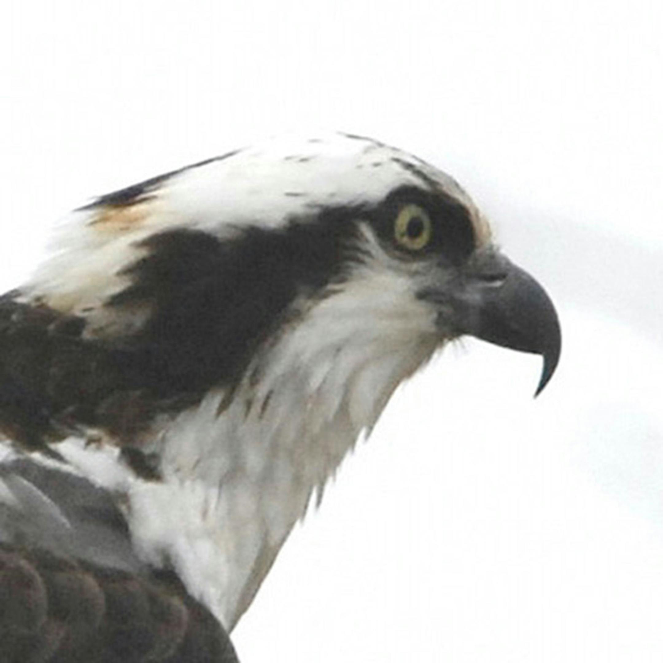 An osprey's head in profile.