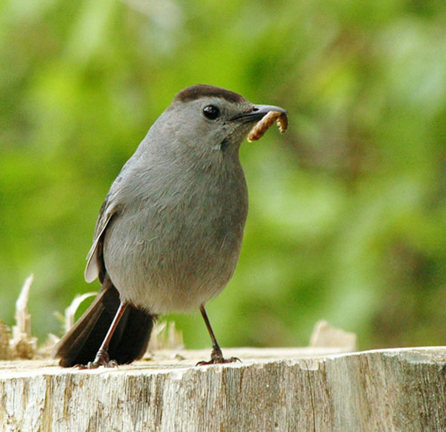 Why baby birds leave the nest before they're ready