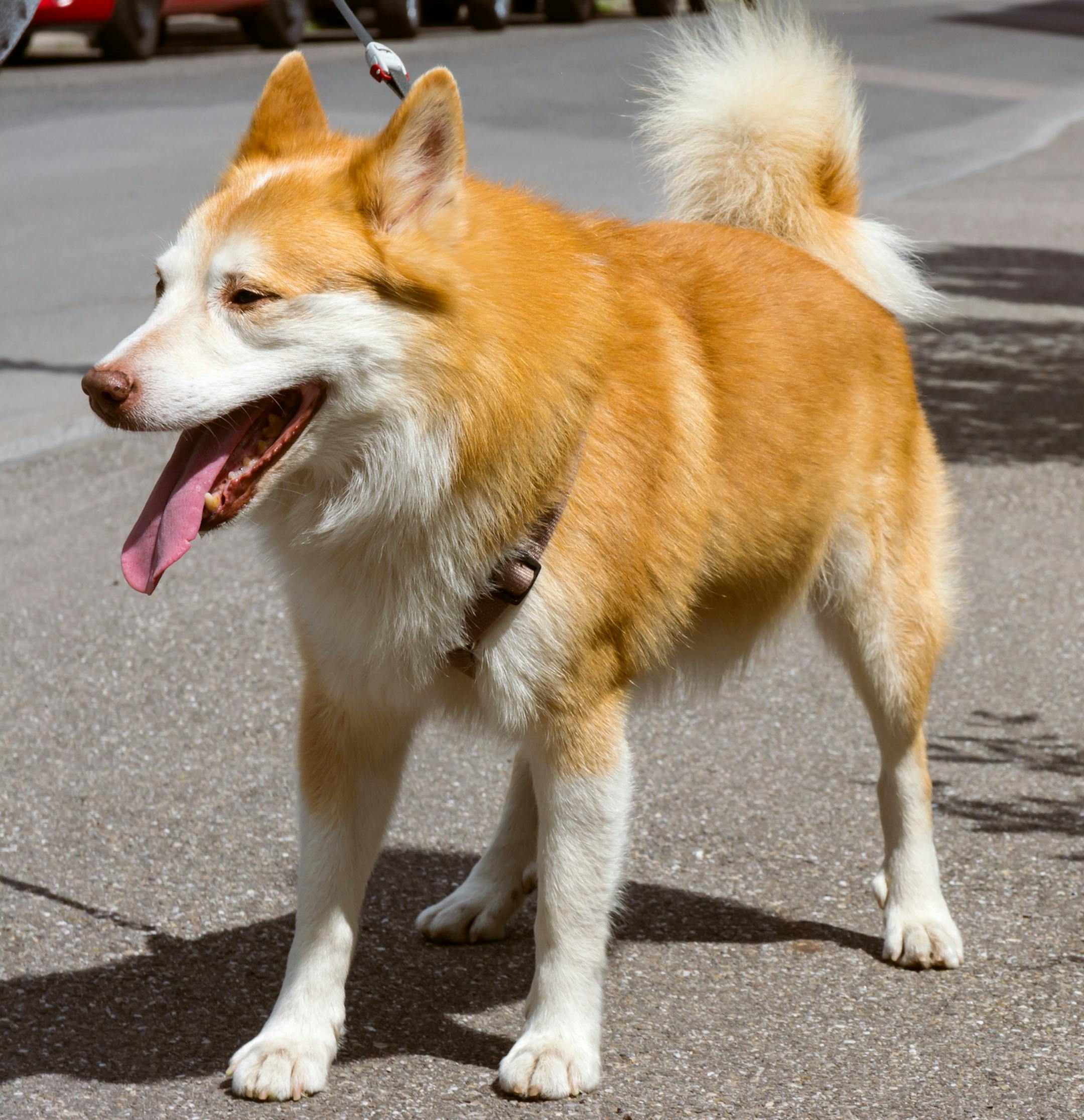 Icelandic Sheepdog Typical Home Pet Walking Around Daytime Stroll Park Happy Tongue Cute Pretty Animal