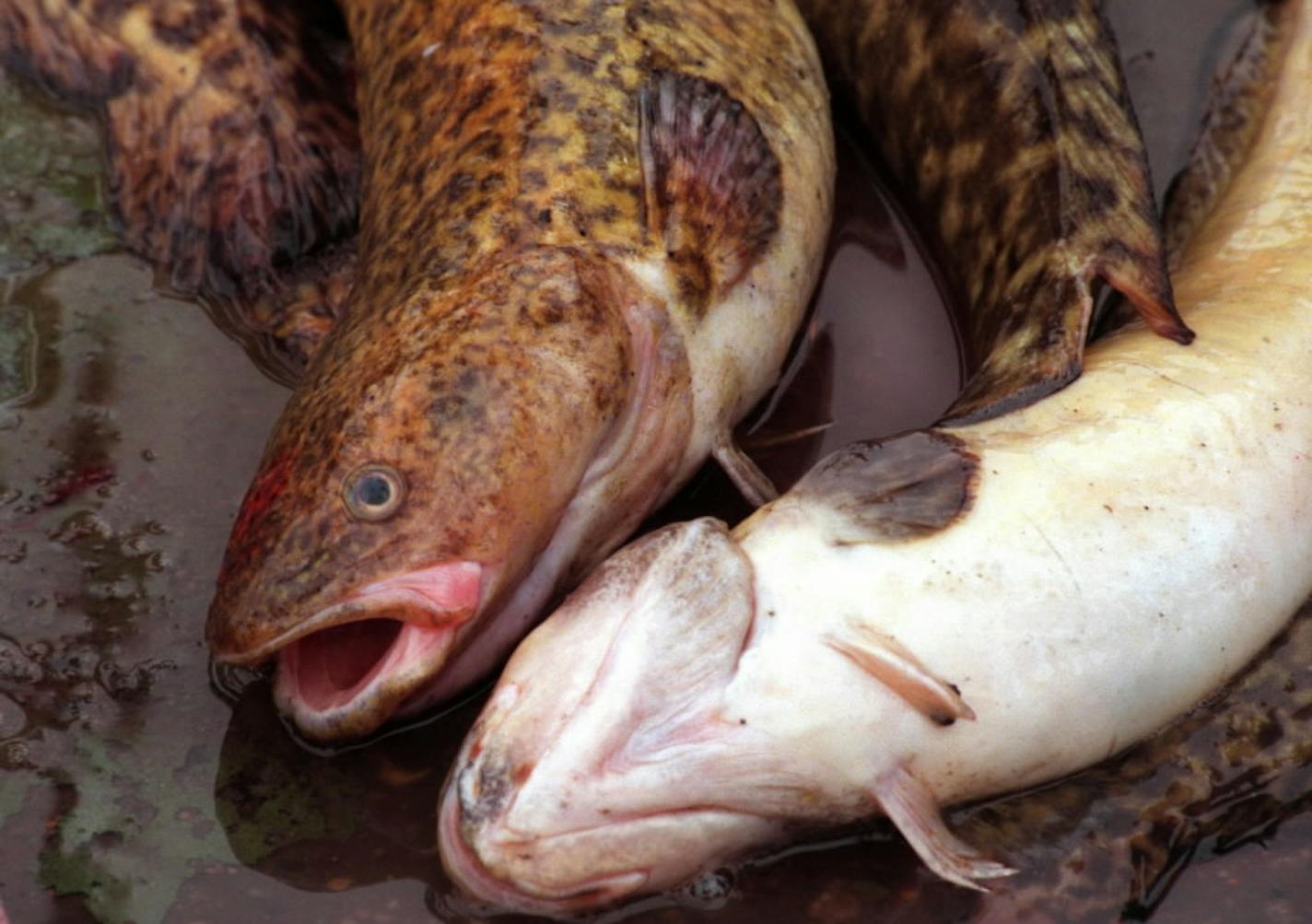 Eelpout destined for a 'pout fry at the 2017 Eelpout Festival. This year's festival has been canceled. File photo by Joey McLeister