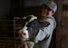 Gabe Daley, 24, picks up a newborn calf to move it from the maternity barn where it was born to a separate barn for calves on Daley Farms of Lewiston 