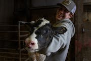 Gabe Daley, 24, picks up a newborn calf to move it from the maternity barn where it was born to a separate barn for calves on Daley Farms of Lewiston 