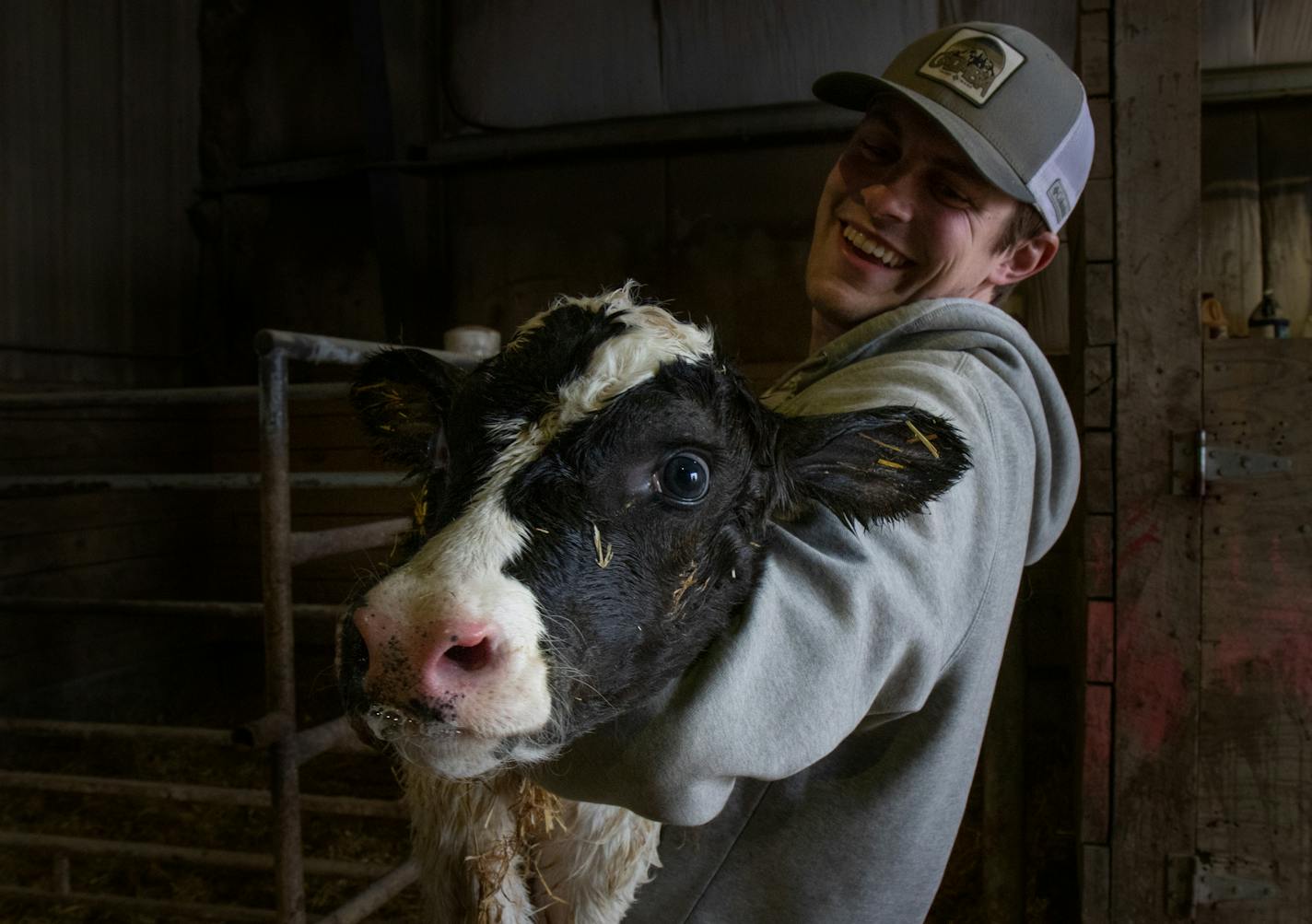 Gabe Daley, 24, picks up a newborn calf to move it from the maternity barn where it was born to a separate barn for calves on Daley Farms of Lewiston on Feb. 17, 2020. Daley and his cousins are the next generation of dairy farmers that plan to continue the family buisiness. ] ANDY KOSIER &#x2022; andy.kosier@startribune.com