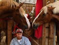 David Stuttgen of Ronis' Rolling Ridge Ranch sat with two Belgian horses, Rambo, left, and Rusty in the horse barn. ] ANTHONY SOUFFLE &#xef; anthony.s