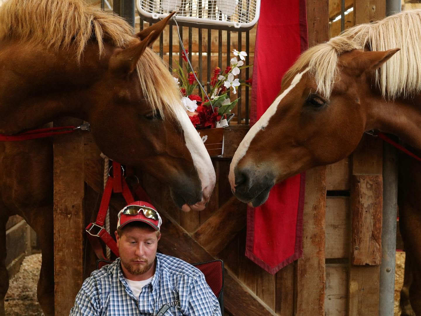 David Stuttgen of Ronis' Rolling Ridge Ranch sat with two Belgian horses, Rambo, left, and Rusty in the horse barn. ] ANTHONY SOUFFLE &#xef; anthony.souffle@startribune.com Photos from opening day at the Minnesota State Fair Thursday, Aug. 24, 2017 in St. Paul, Minn.