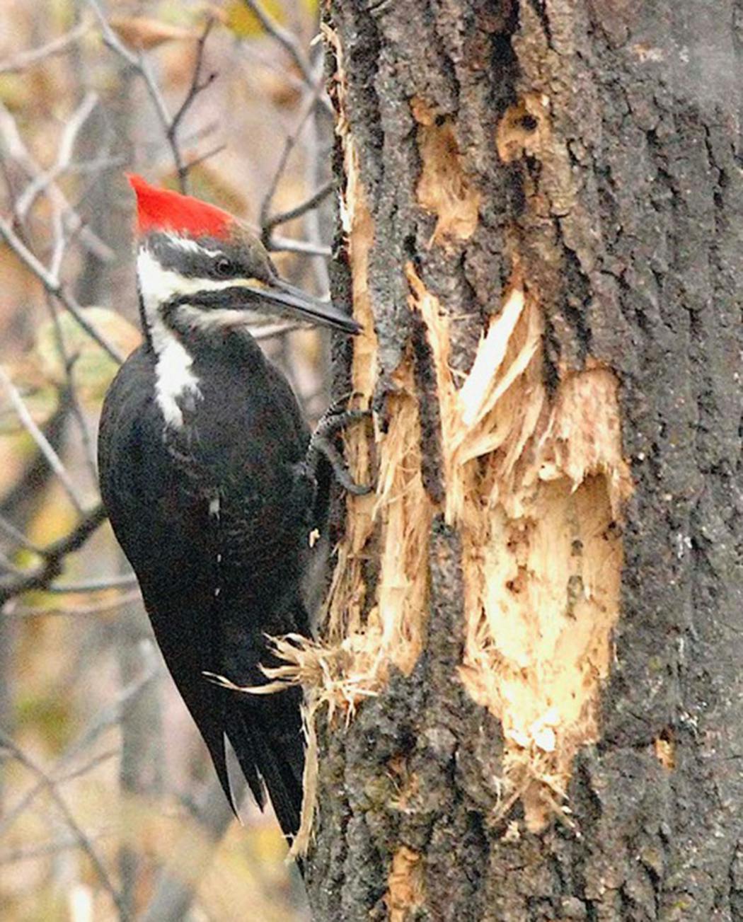 A pileated woodpecker surveys its work.