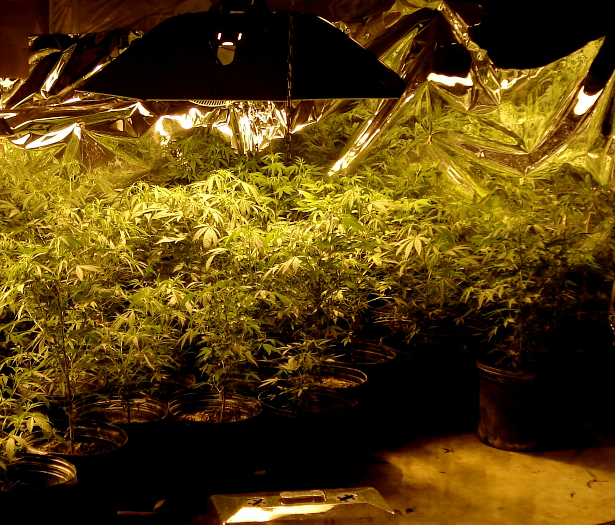 These marijuana plants were seized from a White Bear Lake house. Firefighters answering a call saw signs that something was amiss.