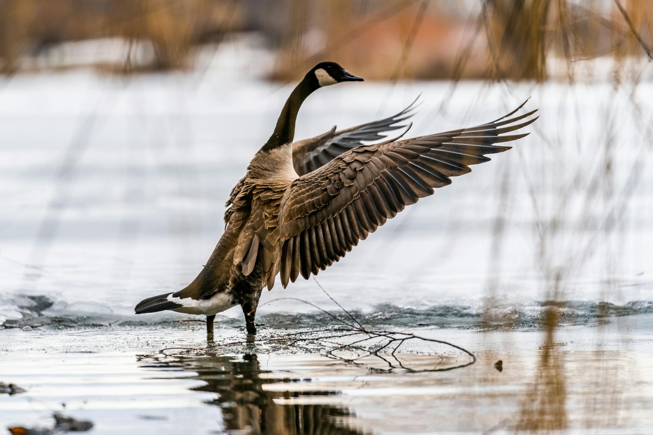 A goose found an open patch of water on Lake of the Isles on Wednesday, the first day of spring. The forecast calls for the warm days and cool nights to continue.