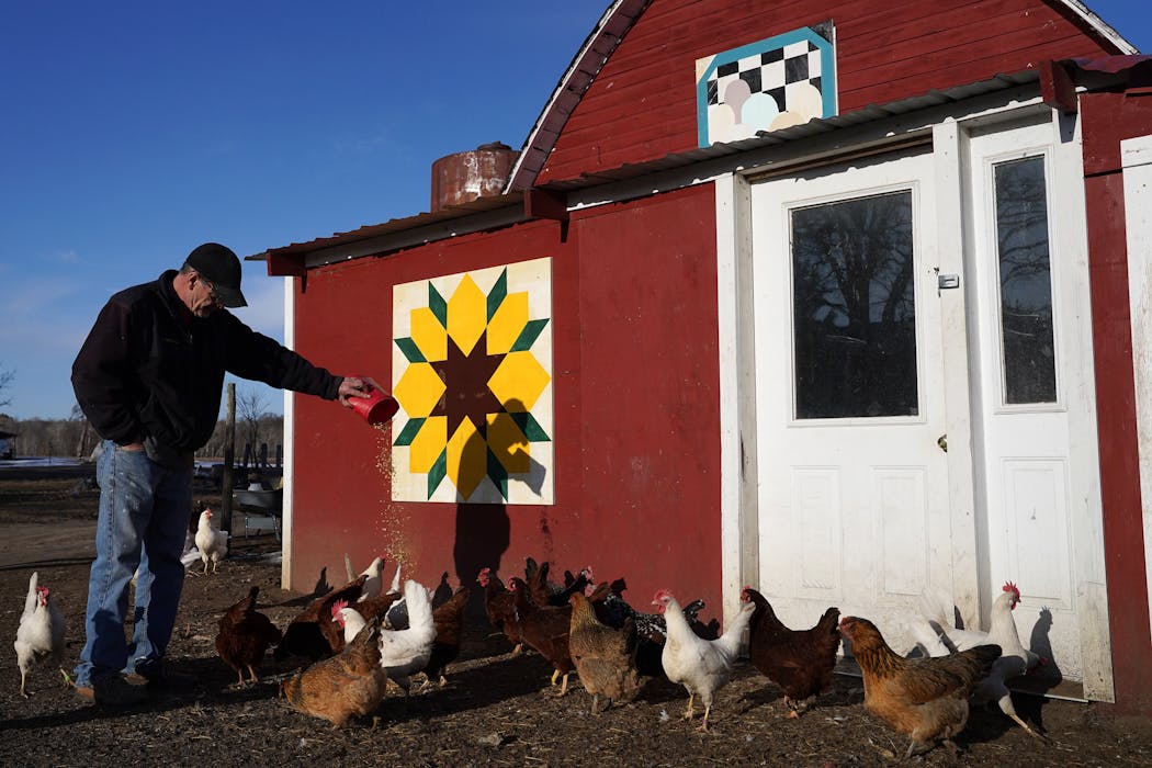 Gordy Greenwaldt feeds his chickens near the Eggs in a Basket and Sunflower barn quilts his wife Mary painted at 48584 277th Av. in Staples, Minn.