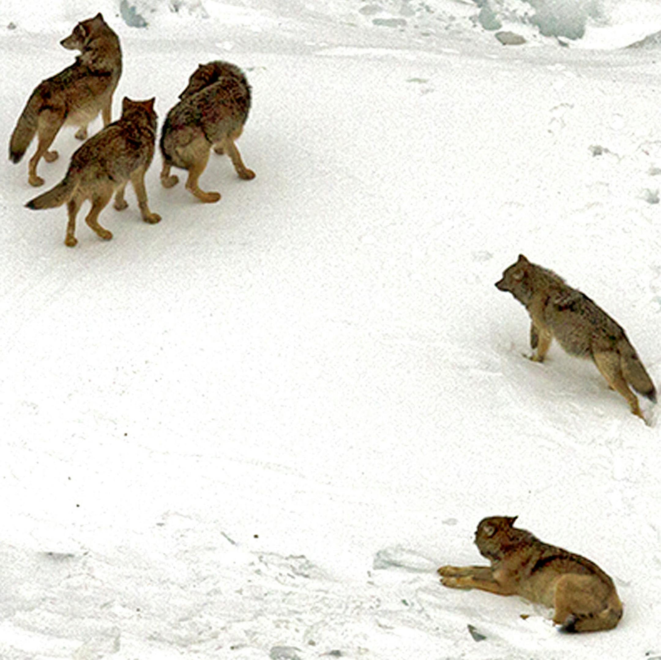 COURTESY OF JOHN VUCETICH. In the upper left, the male and female alpha wolves of this pack on Isle Royale rebuke one of their new pups born last year on Isle Royale. Researchers, who this winter documented the critical survival of at least two and perhaps three pups §born last spring to the alpha pair, §believe that one of the other two pictured here is §also one of the new arrivals. §