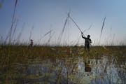Harvesting wild rice on Leech Lake in September 2022.