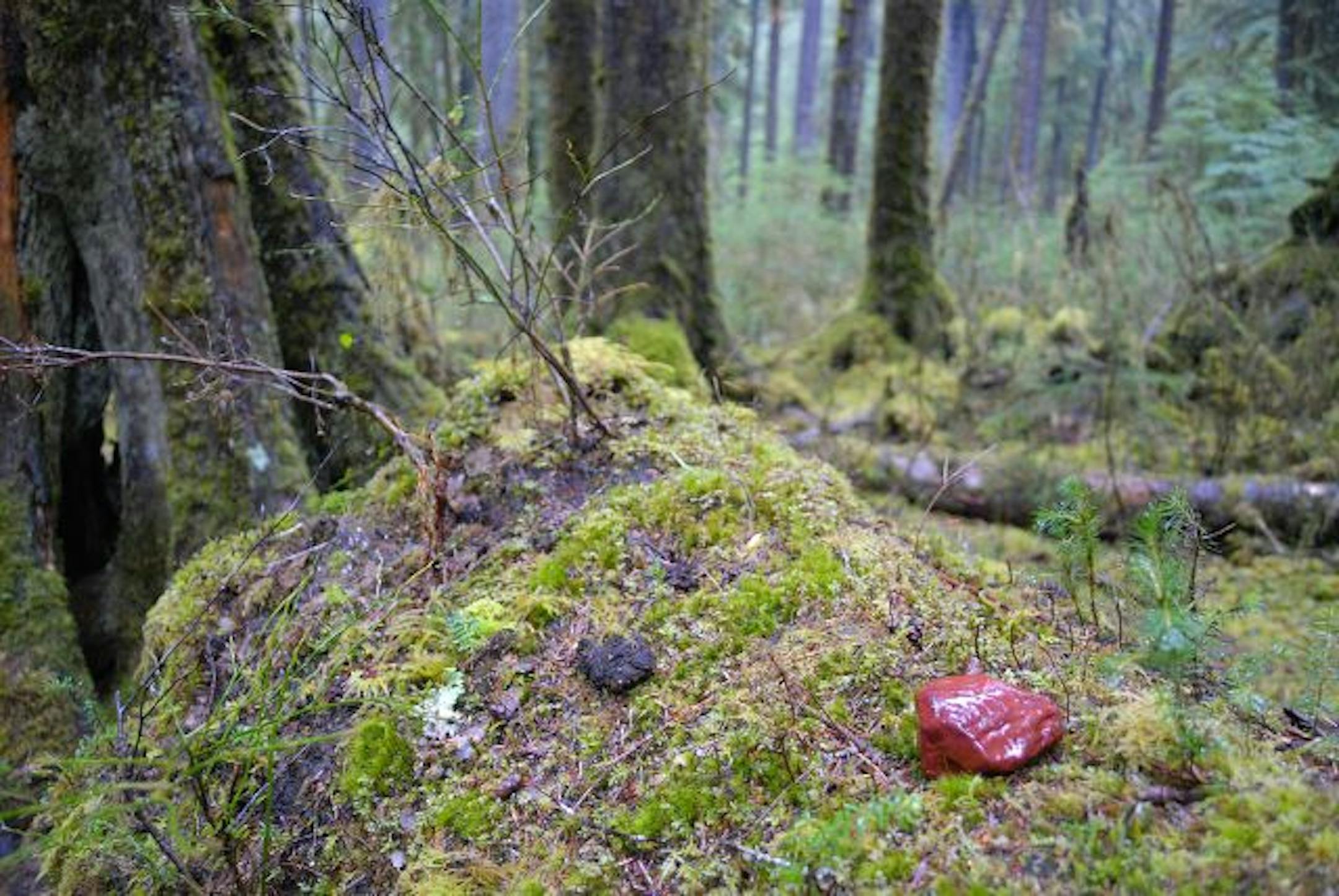 This red stone marks the location of One Square Inch of Silence, one of the Nation's quietest locations. It is located in the Hoh River Valley in Washington's Olympic National Park.