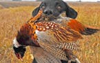 Pheasants and pheasant habitat will be the topic at the first-ever Minnesota Pheasant Summit, to be held Saturday in Marshall, Minn.
