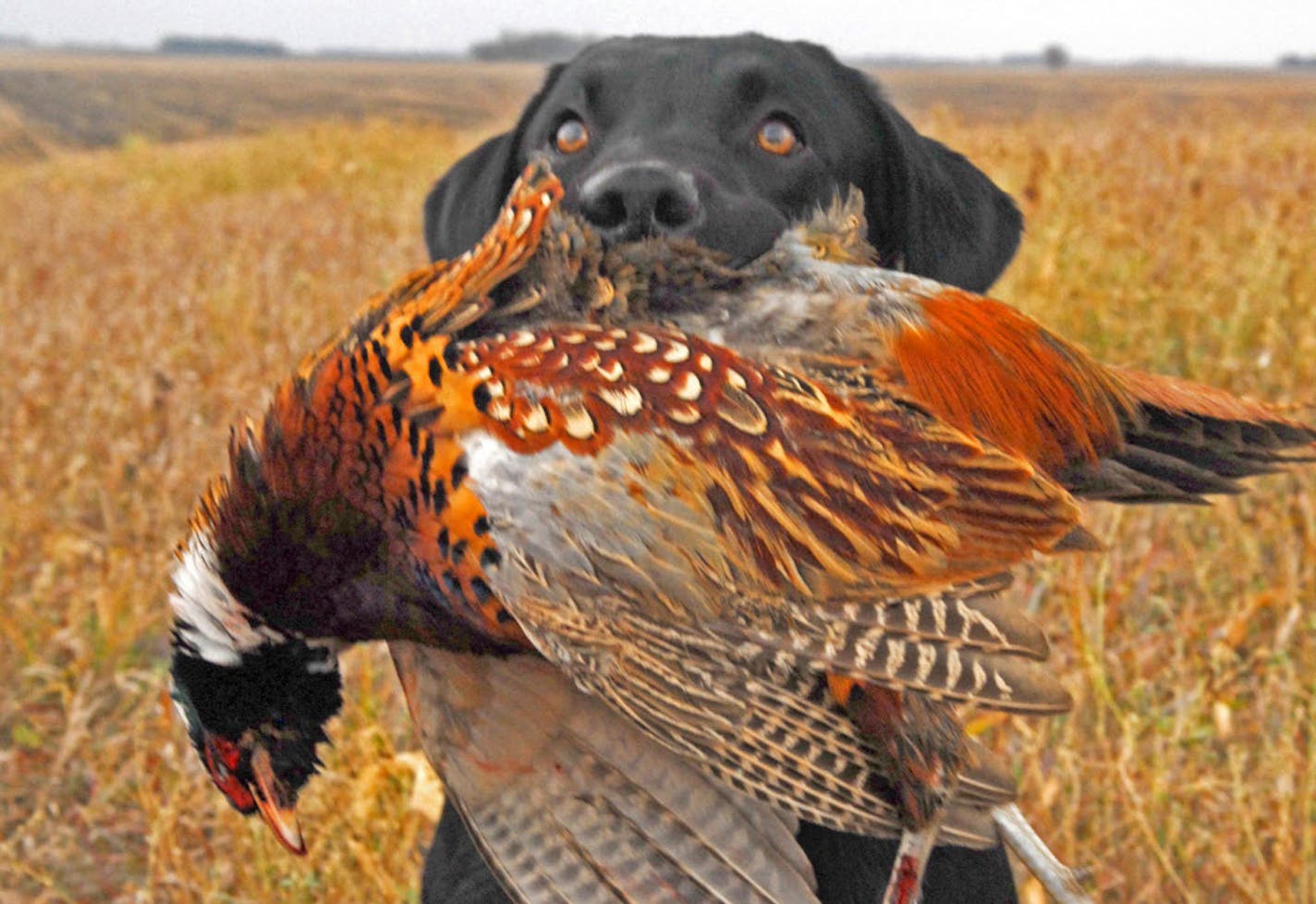 Pheasants and pheasant habitat will be the topic at the first-ever Minnesota Pheasant Summit, to be held Saturday in Marshall, Minn.