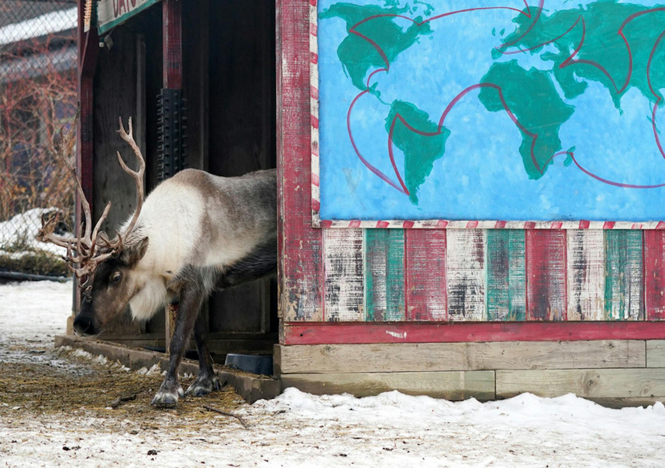 For those without access to a sleigh, such as the reindeer at Como Park Zoo, Delta Air Lines is offering travel waivers.