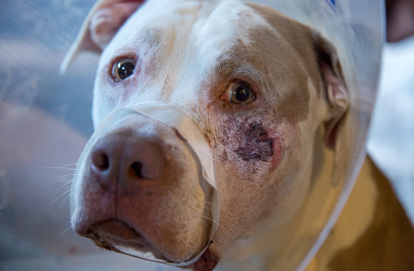 Ciroc whimpers with tape round his mouth after a bullet broke his jaw. ] COURTNEY PEDROZA &#x2022; courtney.pedroza@startribune.com Sunday, July 9, 2017; Jennifer LeMay's two dogs were shot and wounded by a Minneapolis cop; minneapolis