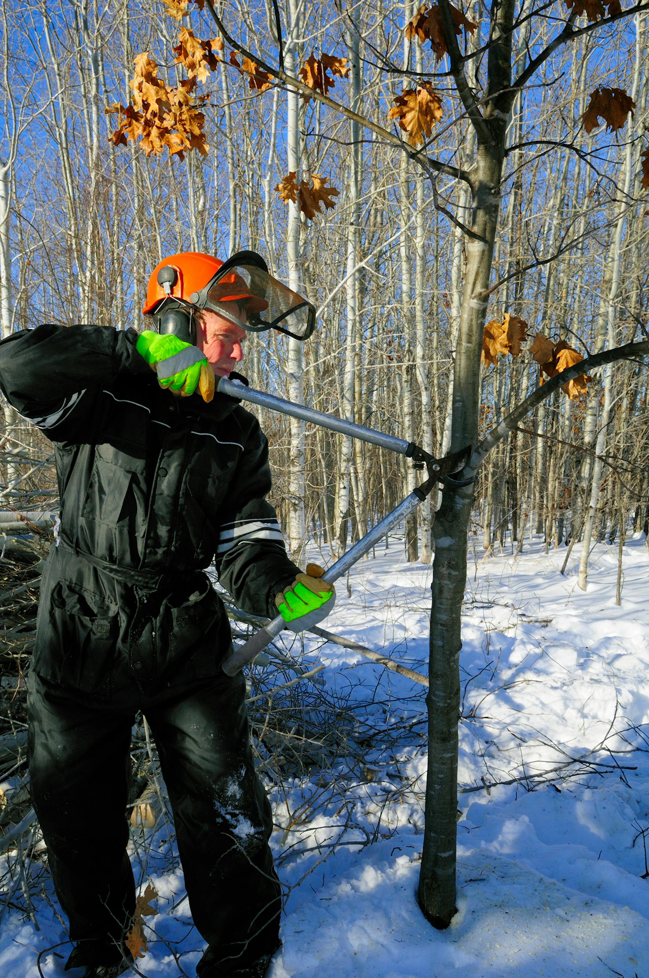 After releasing a young red oak, prune dead and unwanted branches from the tree.