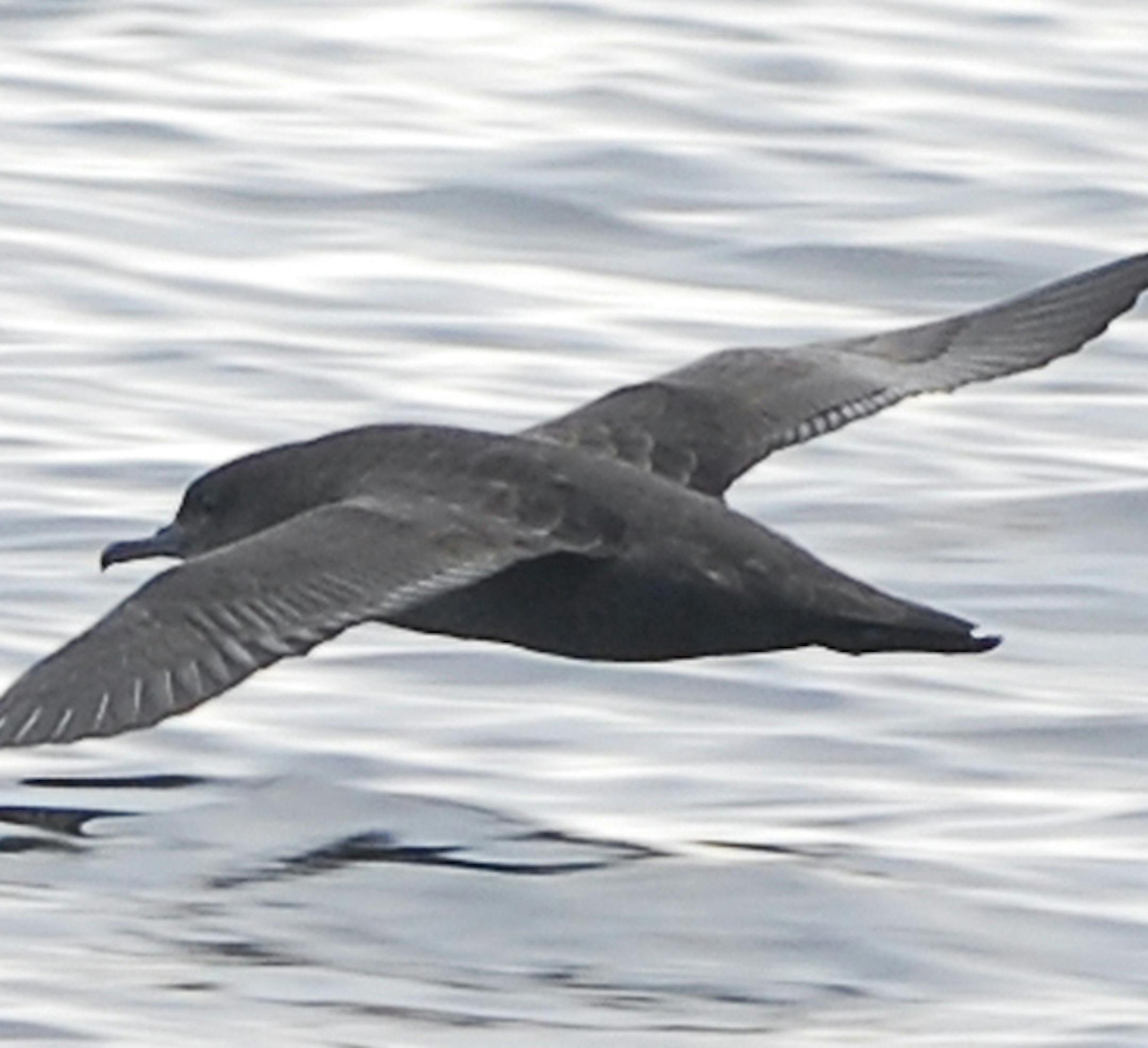 Sooty shearwater