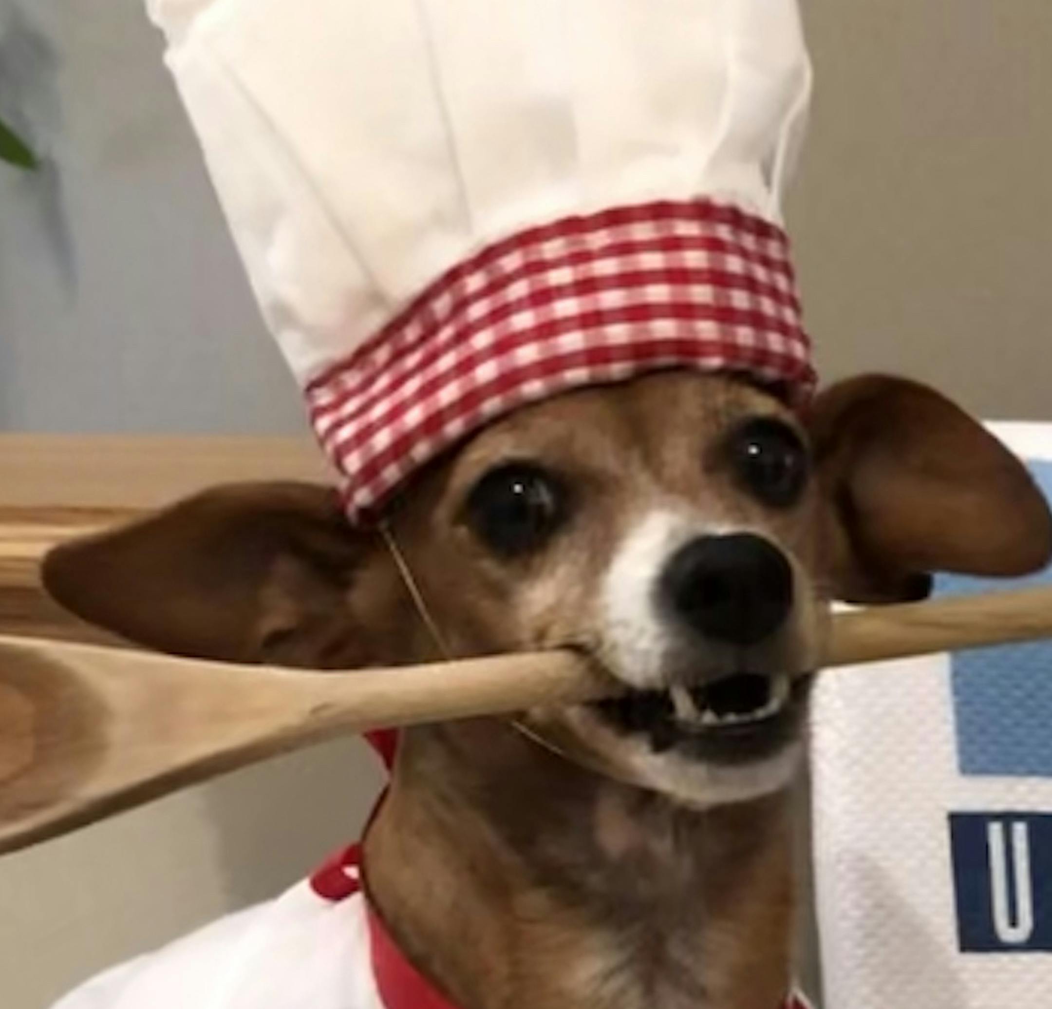 Minnesota inspired:
First place
Pet: Cinnamon and Sammy
Owner: Ruth Reilly, of Plymouth
Comment: “These dogs love to pose,” said Reilly of Cinnamon and Sammy, who also have an Instagram account, (@cinnamon_and_sammy), where you’ll see the dogs dressed up as everyone from Janis Joplin to George Washington. When the dogs posed as hot dish chefs, “they didn’t eat it because there’s onion in it,” Reilly said. “I cooked that for my family, but t