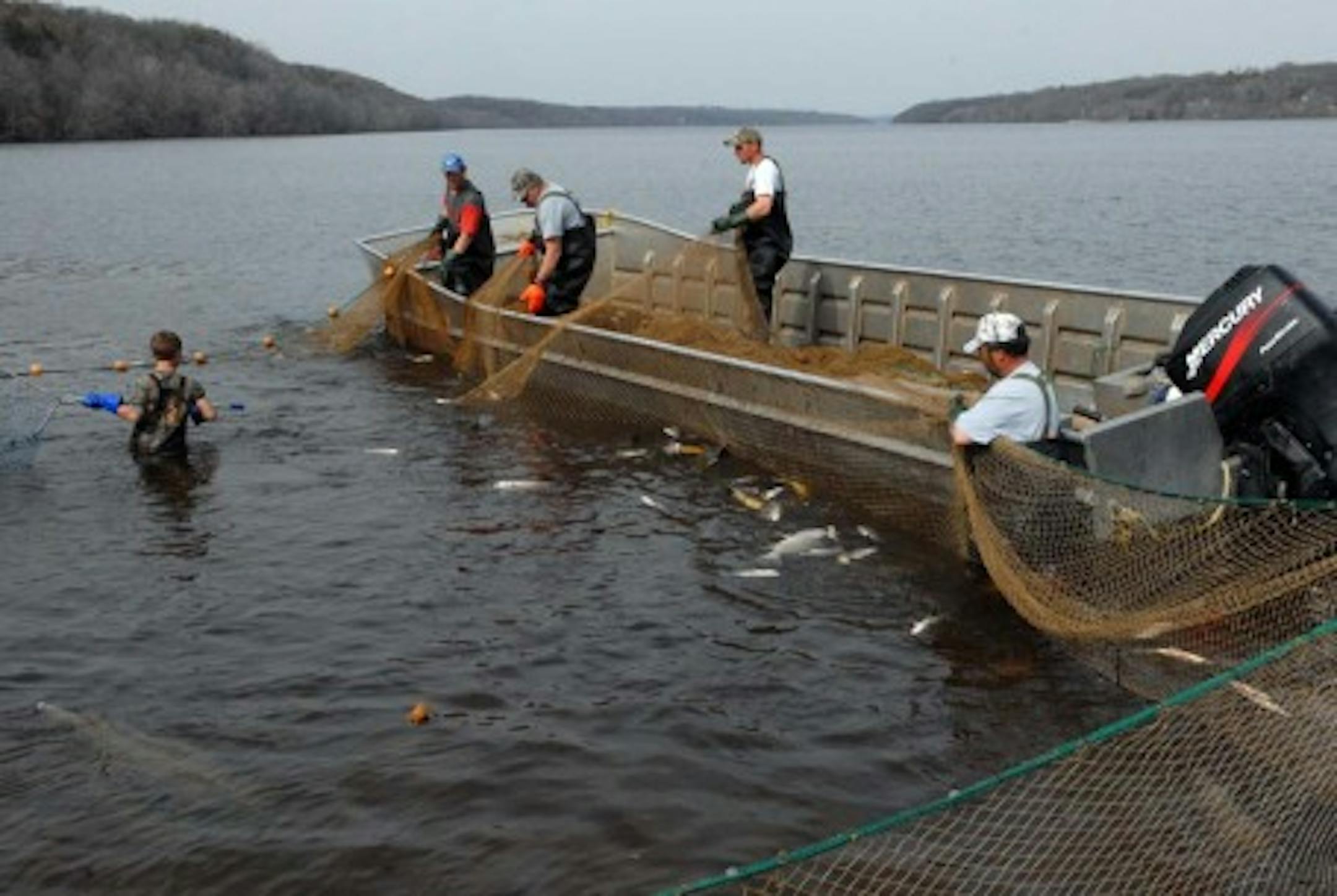 Thousands of feet of nets are used to catch carp and other rough fish, which are enjoyed by some people in New York and other markets east of Minnesota.