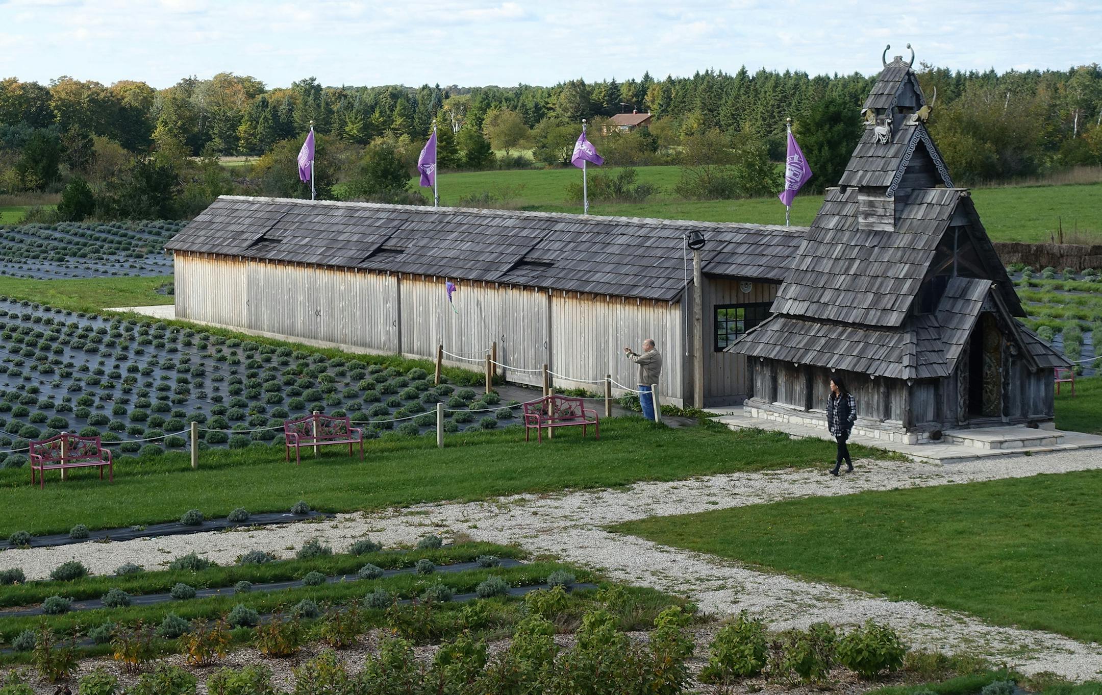 Lavender buds are harvested in late June and July at Island Lavender on Washington Island.