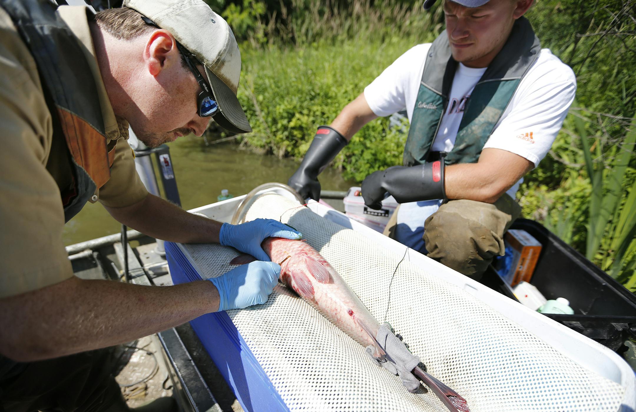 DNR fishery specialist Joel Stiras surgically implants a transmitter into a big mouth buffalo fish on River Lake in the Mississippi River south of St. Paul Park. ] (Leila Navidi/Star Tribune) leila.navidi@startribune.com BACKGROUND INFORMATION: Friday, June 17, 2016 on the Mississippi River south of Saint Paul Park. Minnesota Department of Natural Resources fisheries biologists are seeking special funding this month to continue their 2-year-old study of how native fish navigate in the Mississipp