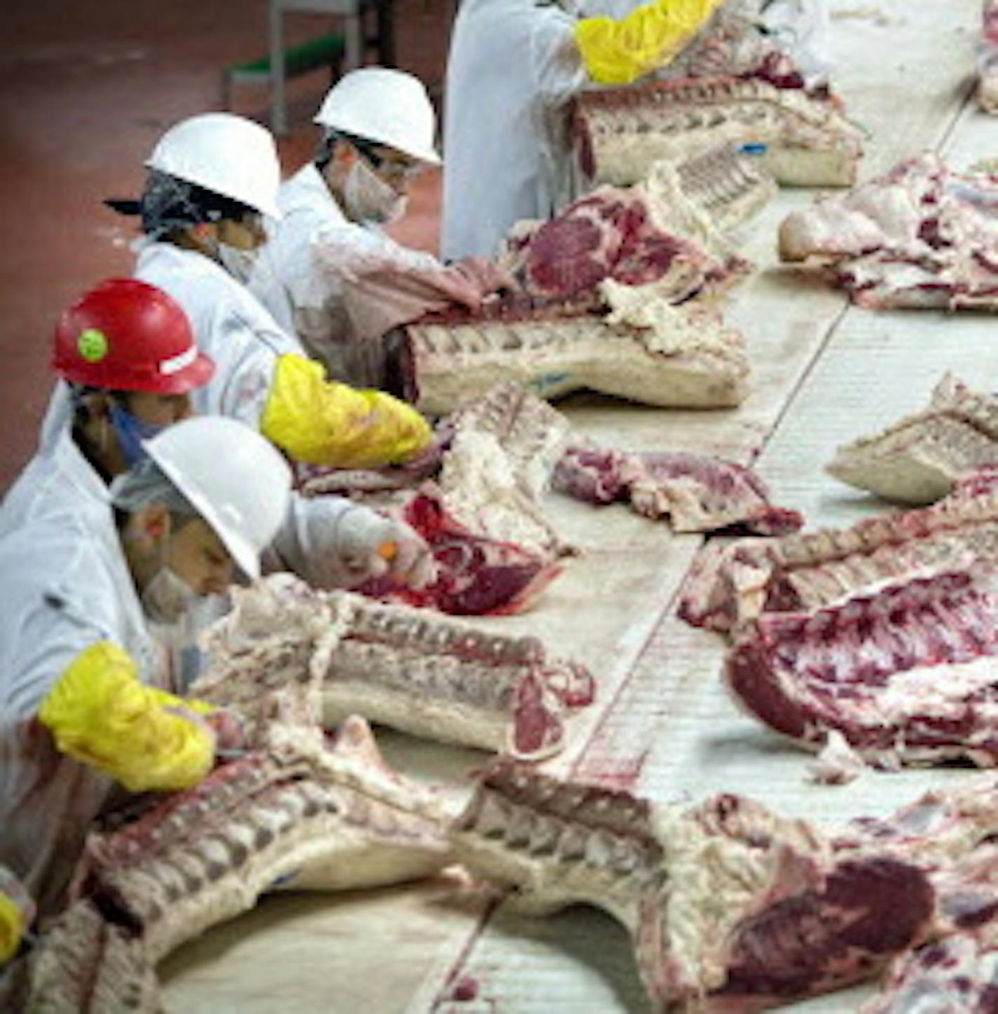 GLEN STUBBE &#x2022; gstubbe@startribune.com -- Friday, August 227, 2010 -- Fort Morgan, Colorado -- ] Beef carcasses at the Cargill beef plant in Fort Morgan, Colorado are disassembled into smaller pieces for shipment to restaurants, food service and retail outlets. Trim is removed, graded, tested and turned into ground beef. This plant employs around 2000 workers and processes 4500 cattle each day.