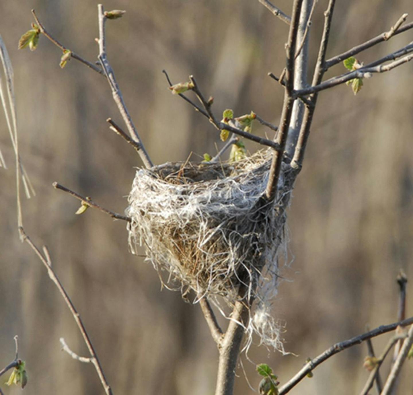 Spotting birds nests