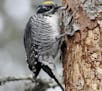 Three-toed woodpeckers pry off flakes of tree bark to find insects. credit: Jim Williams