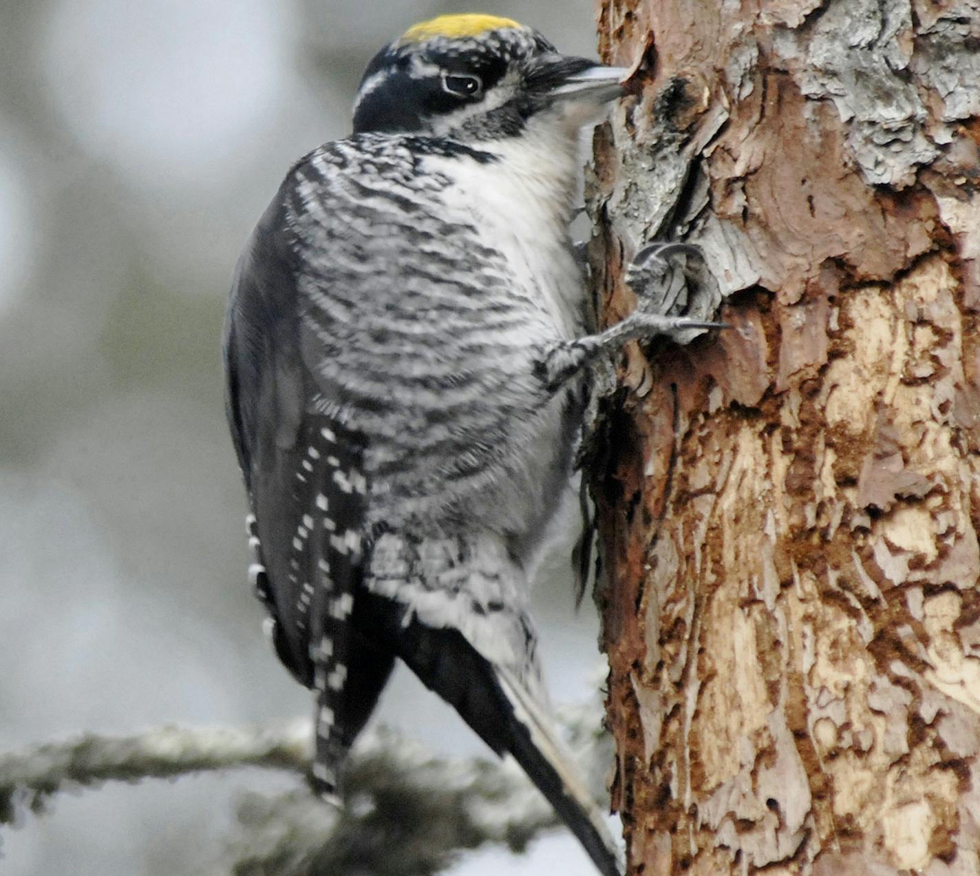 Three-toed woodpeckers pry off flakes of tree bark to find insects. credit: Jim Williams