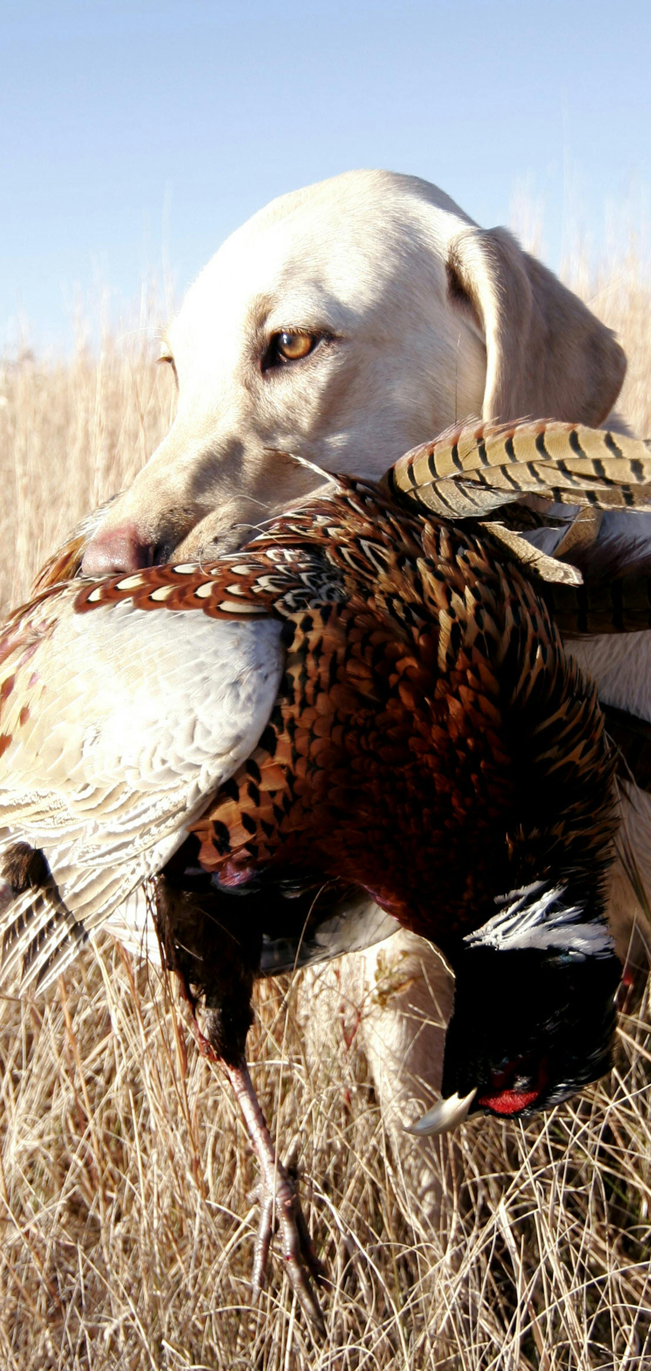 Doug Smith/Star Tribune; Oct. 19, 2011. North-central South Dakota. Bailey, a 2-year-old yellow Lab, holds a prized rooster she retrieved. ORG XMIT: MIN2015092814434351