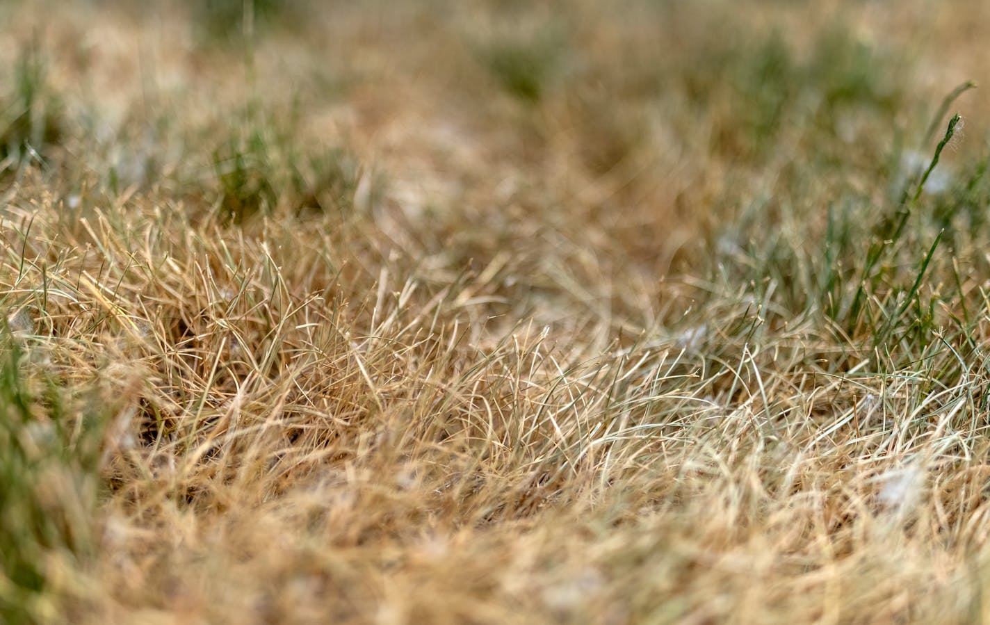 Dried out blades of grass in Eden Prairie, MN.