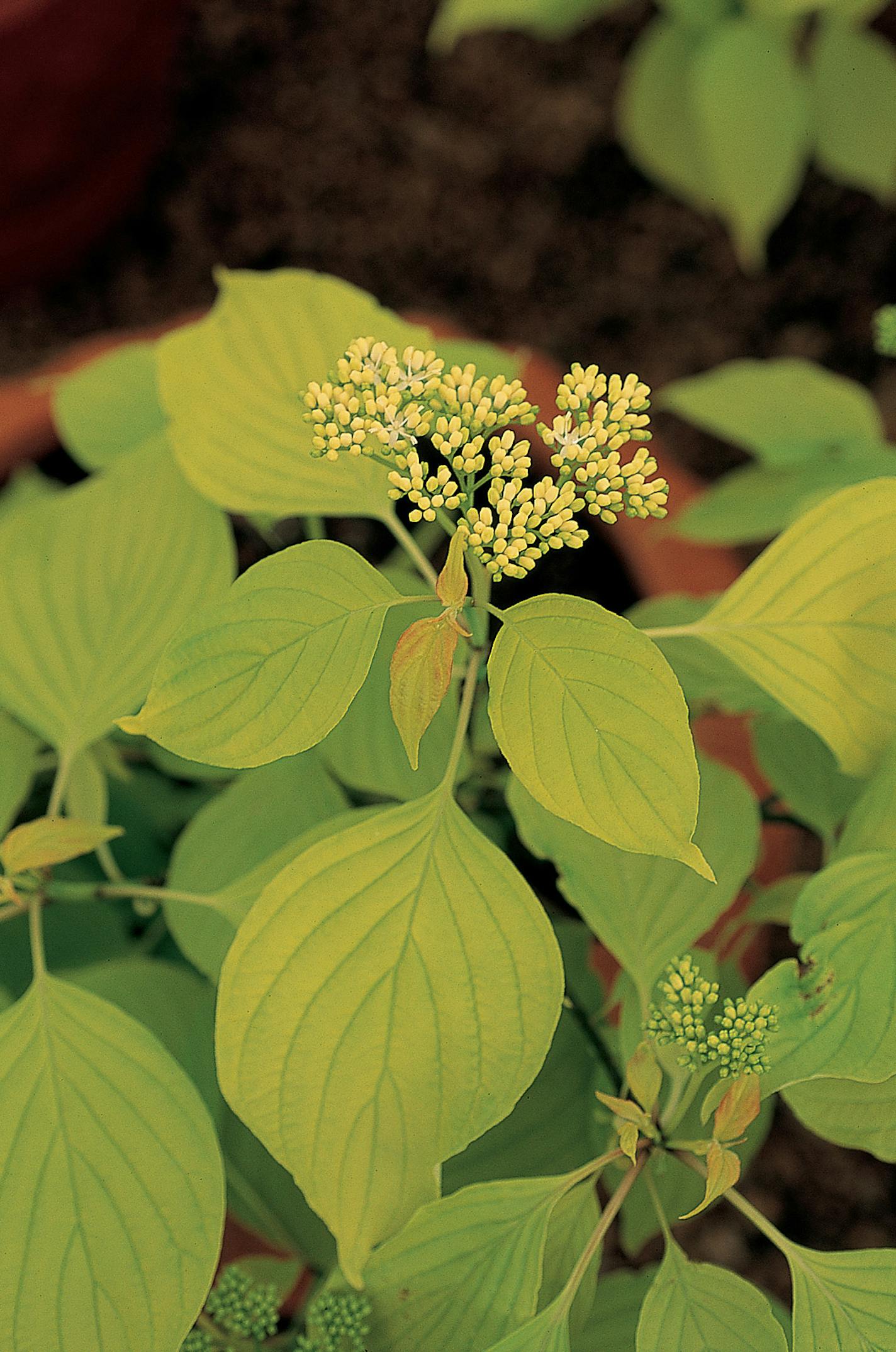 Gold Buillion pagoda dogwood