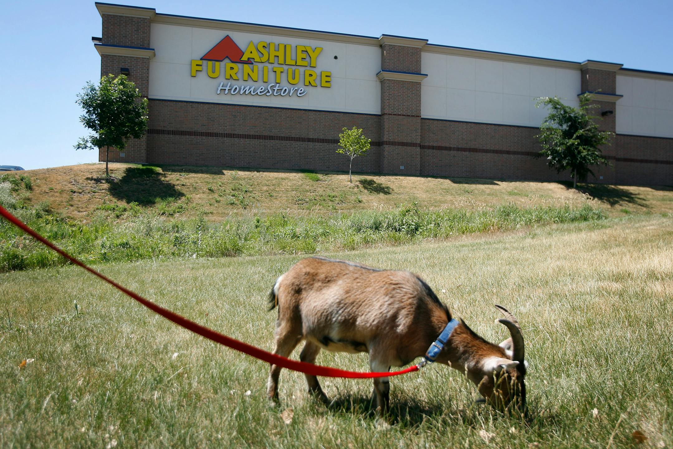 Billy Bob the goat grazed behind the Humane Society in Woodbury on Monday. He was brought to the shelter after a family's farm foreclosed and they had to move .
