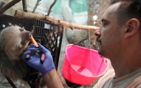 Zookeeper Mike Marazzi works with a sloth on Tuesday at Como Zoo in St. Paul.