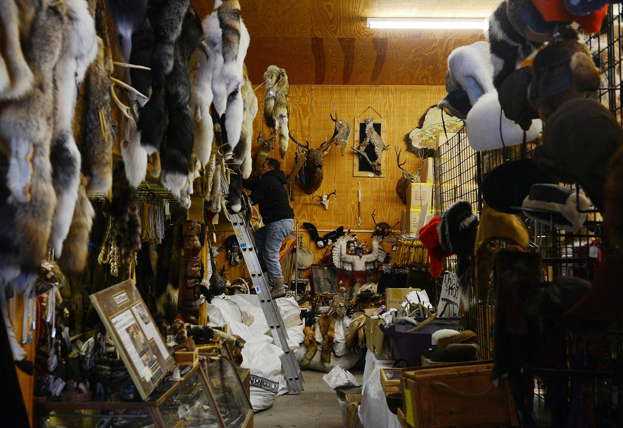 Francisco Hernandez climbs up a latter as he gathers materials to help fill orders at North Star Fur in Marine on St. Croix.] BRIDGET BENNETT • Special to the Star Tribune bridget.bennett@startribune.com Marine on St. Croix, MN