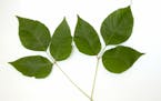 Poison ivy's main leaf has a longer stem than the other two.