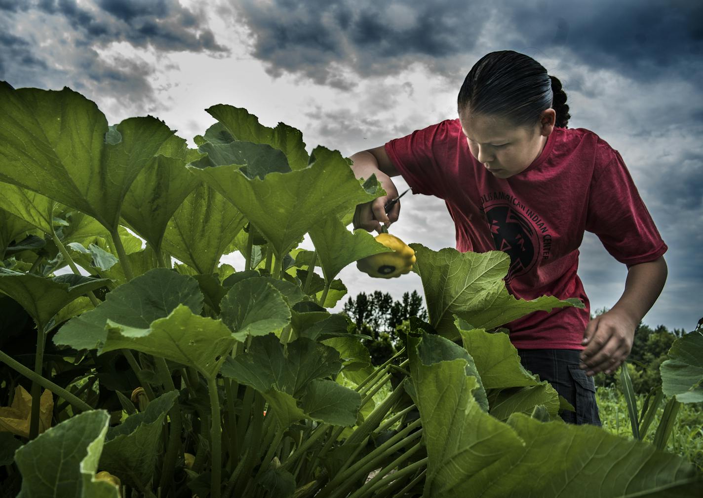 Waate Aubid of East Lake, Minn., harvested pattypan squash at the Dream of Wild Health's farm in Hugo. "You get to eat healthy, you don't get chemicals in your vegetables," he said. The farm teaches American Indian kids and families about healthy food and farming.