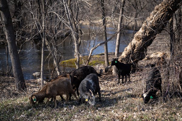 Goats explore eating different plants in a deep brush of buckthorn at Creekview Park.
