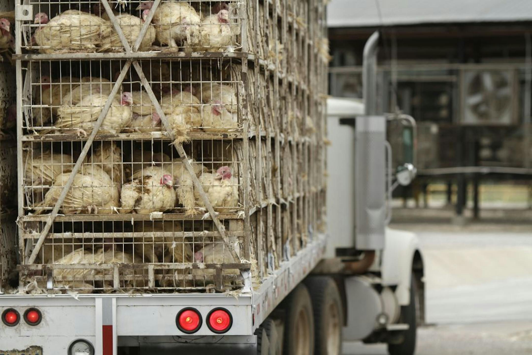 A truckload of live turkeys arrived at the Cargill processing plant in Springdale, Ark.