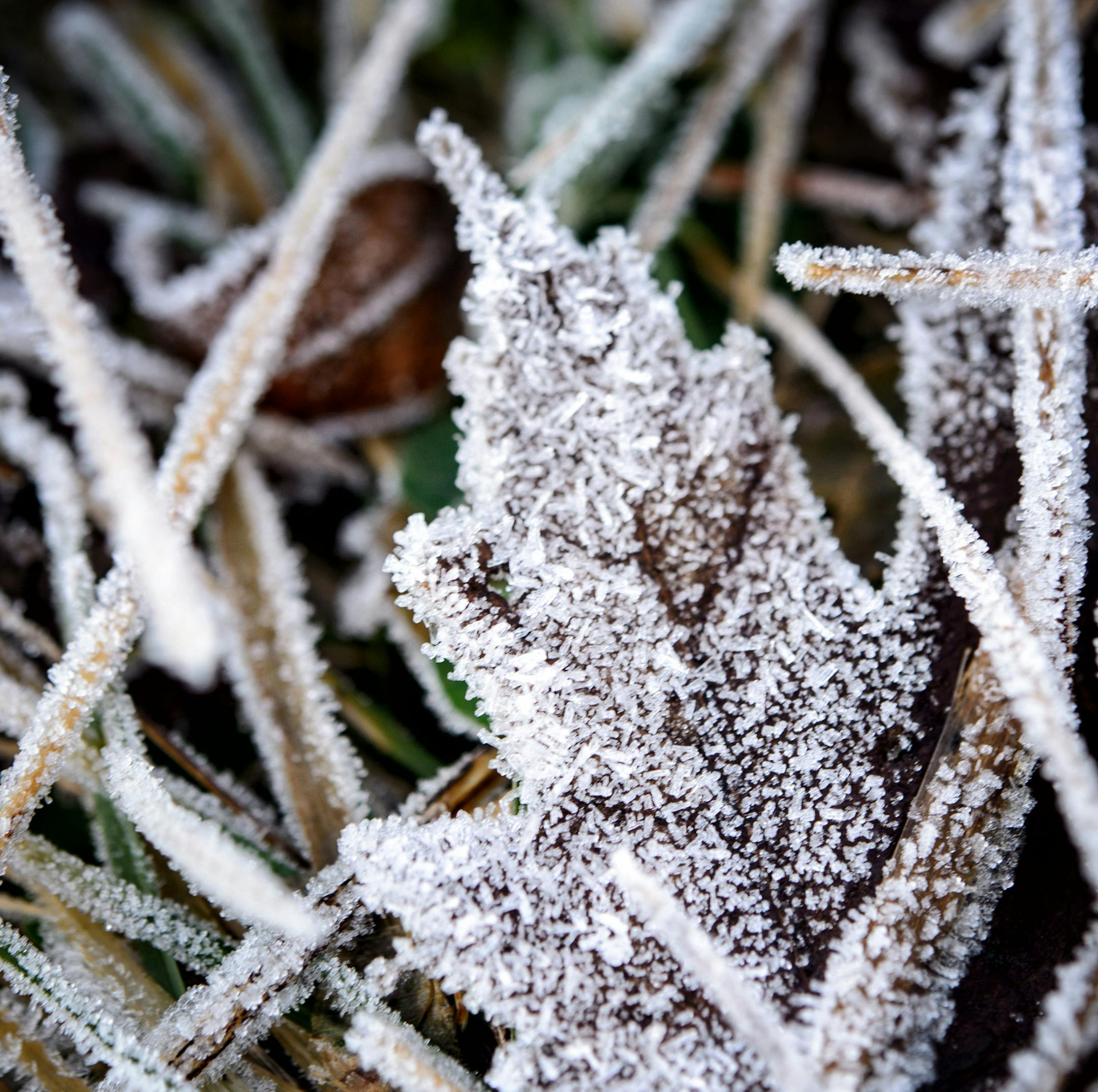 Dead weeds in an Apple Valley field provided the perfect canvas for mother nature to create frozen magic Monday morning, turning frozen fog into hoar frost.
