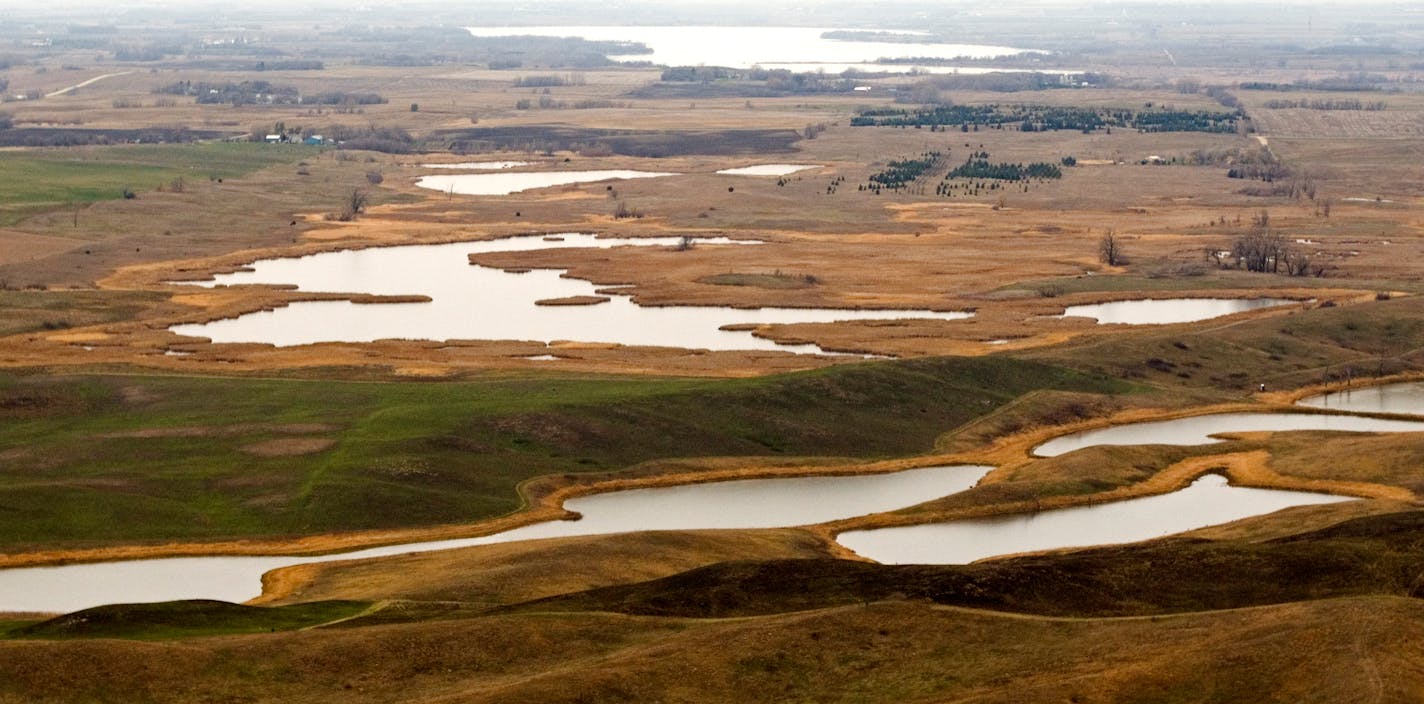 Ducks, among other wildlife, rely on the small chain of wetlands called prairie potholes in Minnesota and other states.