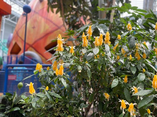 Flower bloom in front of Spongebob's pineapple house in Nickelodeon Universe.