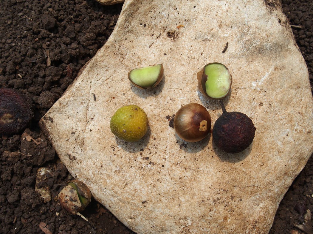 The Guatemalan ramón nut.