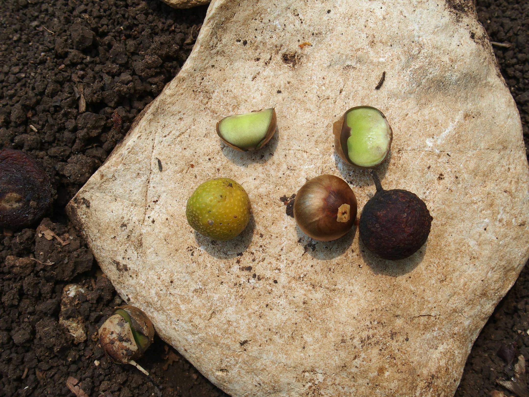 The Guatemalan ramón nut