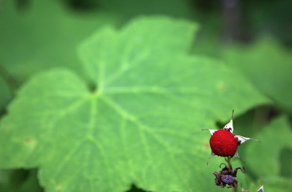 Thimble berries are not hard to find: They crop up above the foliage like delicious little stop signs. Isle Royale National Park.